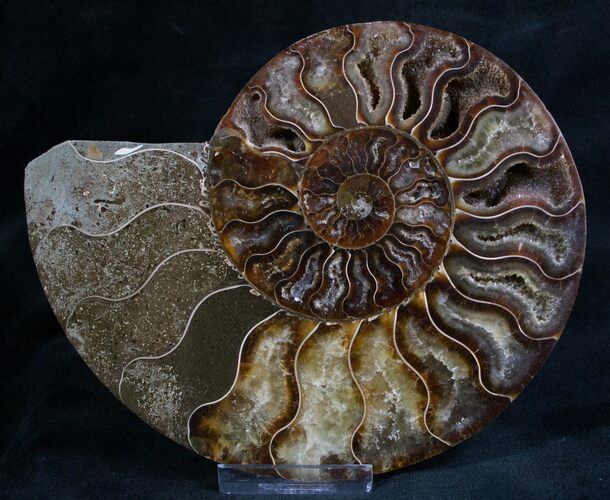 Split Ammonite Fossil (Half) #7969